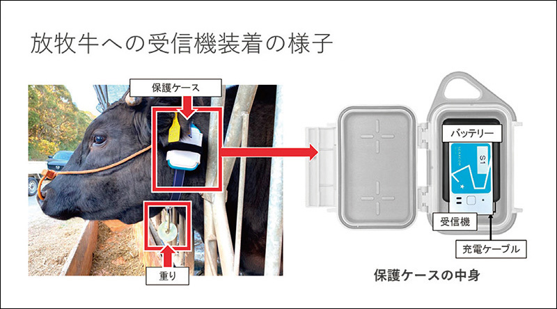 図14 放牧牛へのGNSS受信機装着の様子 　